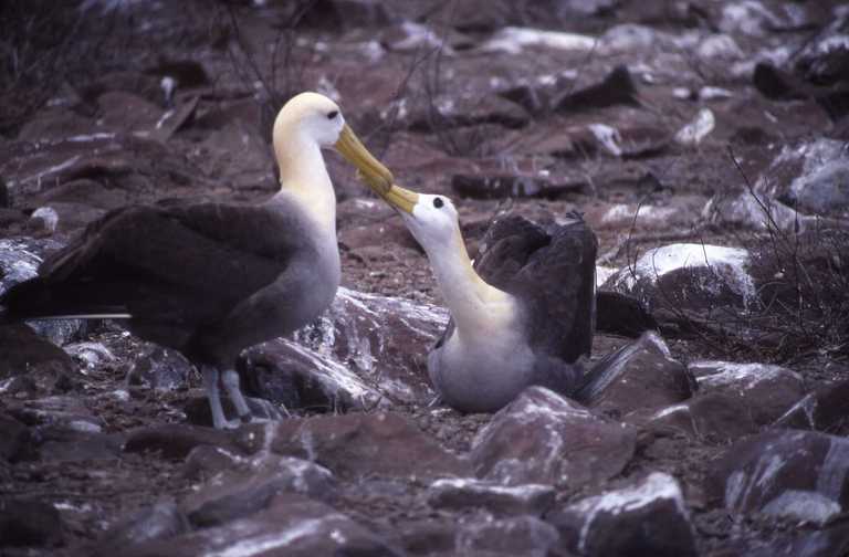 Image of Waved Albatross