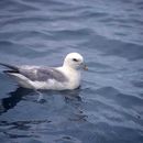 Fulmar resmi