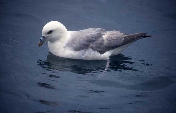 Image of Fulmar