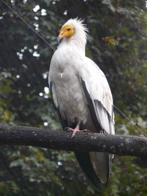 Image of Egyptian Vulture