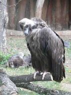 Image of Black Vulture