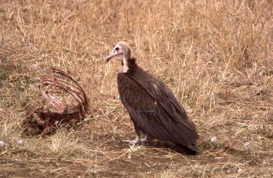 Image of Hooded Vulture