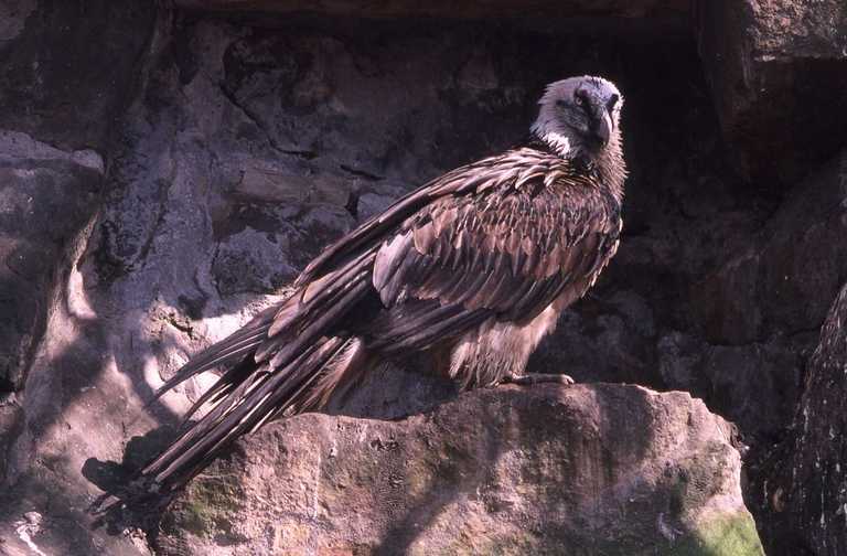 Image of Bearded Vulture