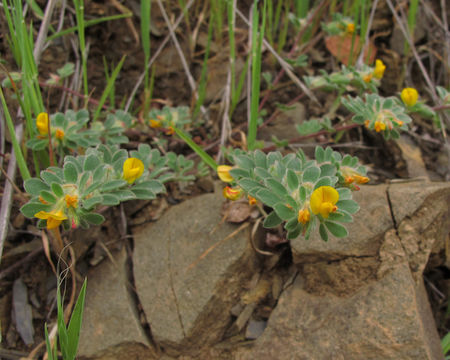 Imagem de Acmispon brachycarpus (Benth.) D. D. Sokoloff