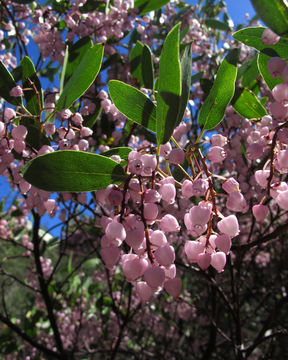 Image of Stanford's manzanita