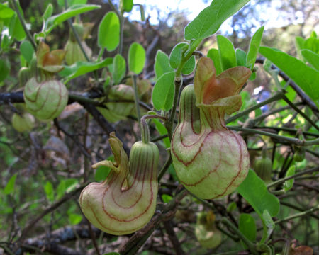 Image of California dutchman's pipe