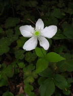 Image of <i>Anemone deltoidea</i>