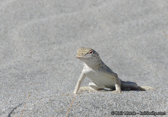 Image of Coachella Valley Fringe-toed Lizard