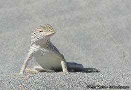 Image of Coachella Valley Fringe-toed Lizard