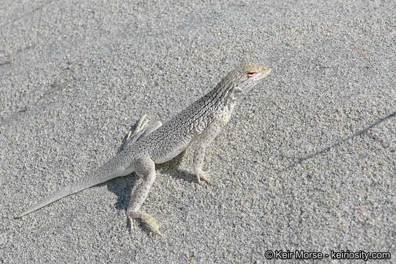 Image of Coachella Valley Fringe-toed Lizard