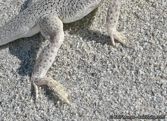 Image of Coachella Valley Fringe-toed Lizard