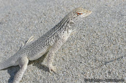 Image of Coachella Valley Fringe-toed Lizard