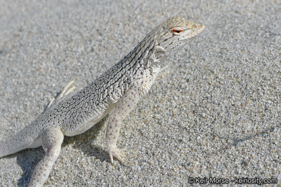 Image of Coachella Valley Fringe-toed Lizard