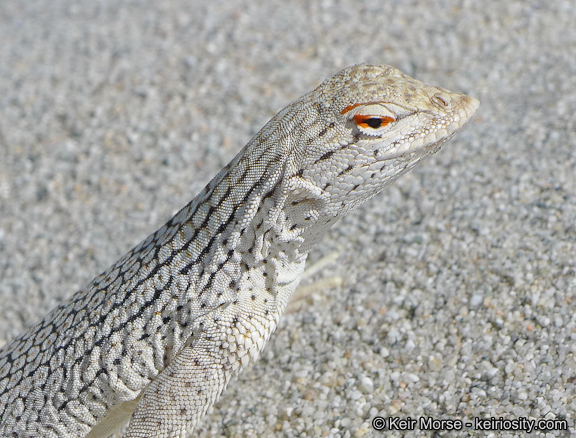 Image of Coachella Valley Fringe-toed Lizard