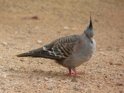 Image of Crested Pigeon