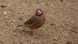 Image of Cut-throat Finch