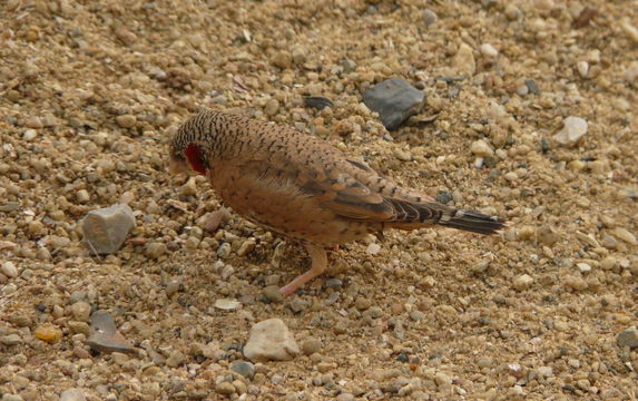 Image of Cut-throat Finch