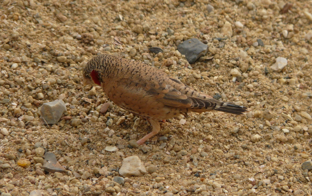 Image of Cut-throat Finch