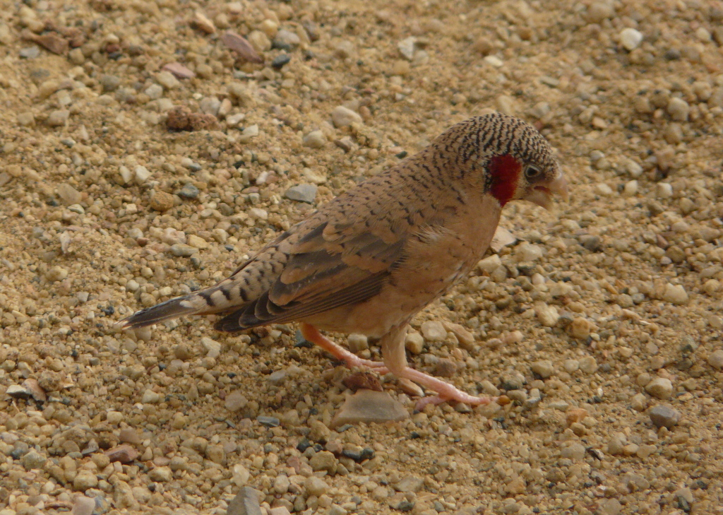 Image of Cut-throat Finch