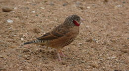 Image of Cut-throat Finch