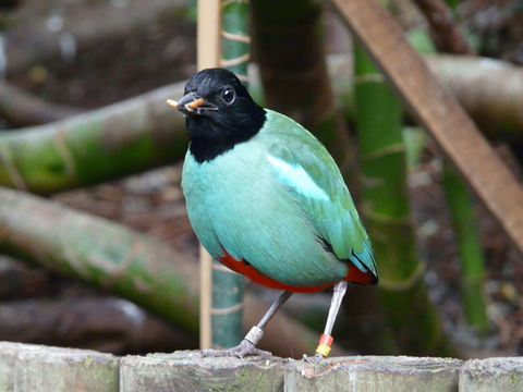 Image of Hooded Pitta