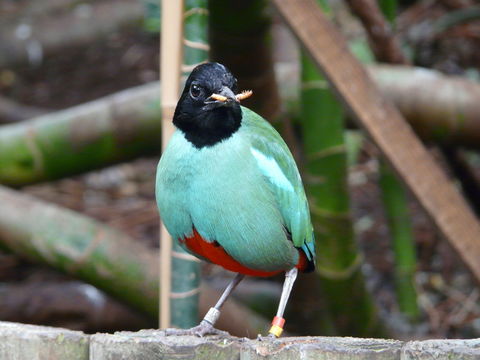 Image of Hooded Pitta