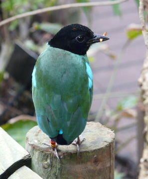 Image of Hooded Pitta