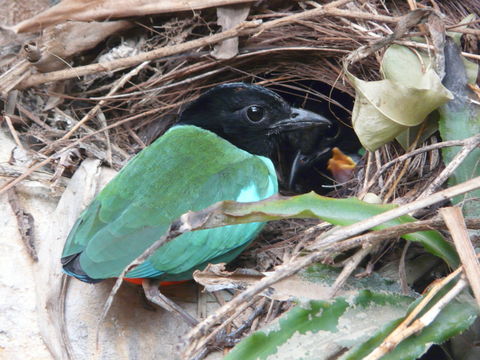 Image of Hooded Pitta