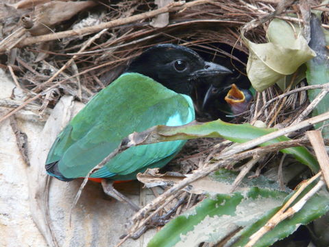 Image of Hooded Pitta