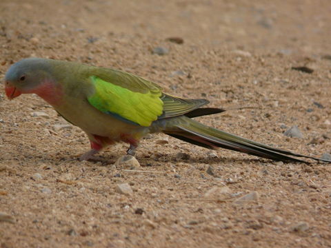 Image of Alexandra's Parrot