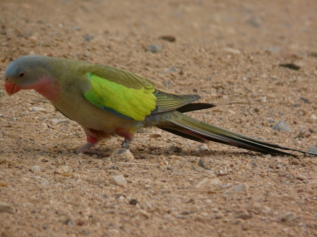 Image of Alexandra's Parrot