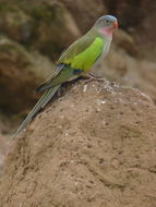 Image of Alexandra's Parrot