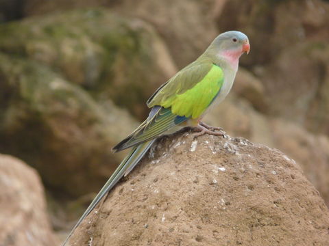 Image of Alexandra's Parrot