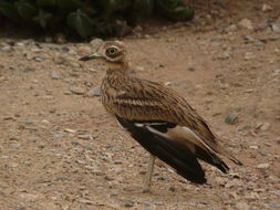 Image of Eurasian Stone-curlew