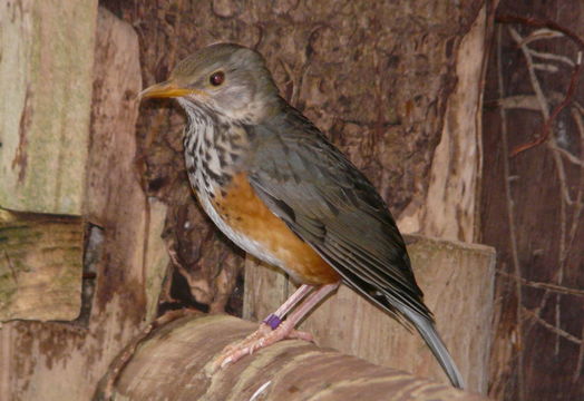 Imagem de Turdus hortulorum Sclater & PL 1863