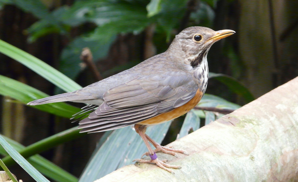 Imagem de Turdus hortulorum Sclater & PL 1863