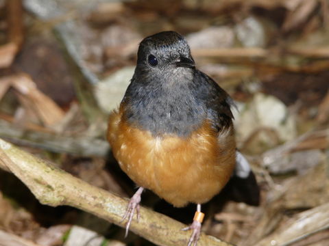 Image of White-rumped Shama