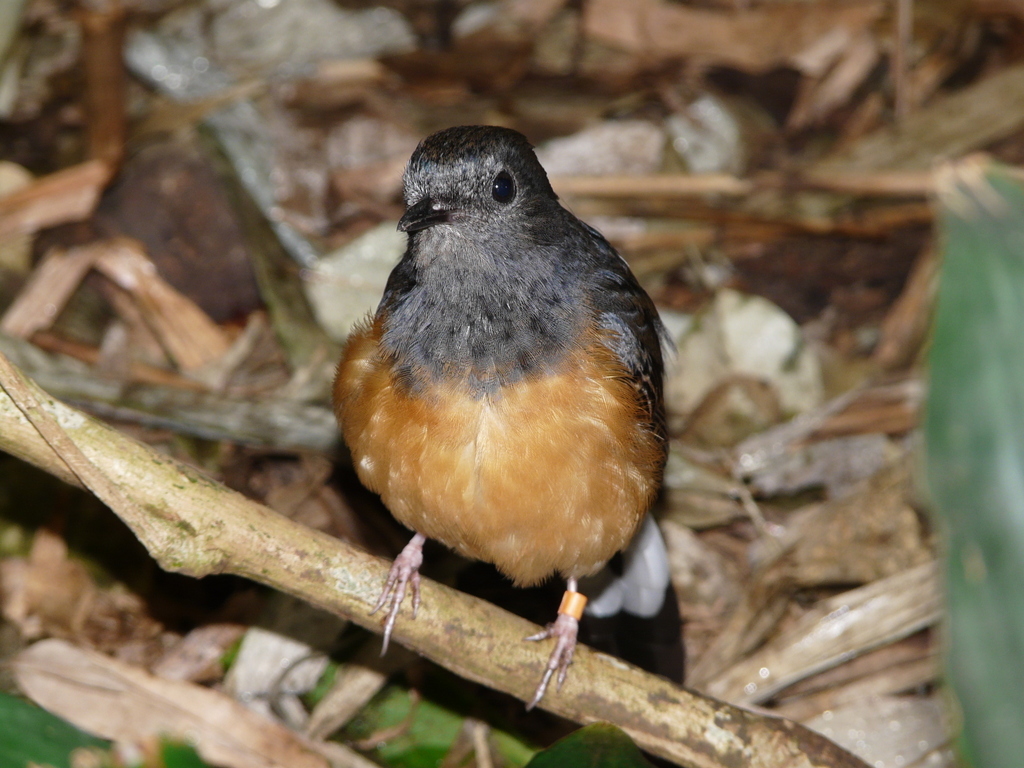 Image of White-rumped Shama