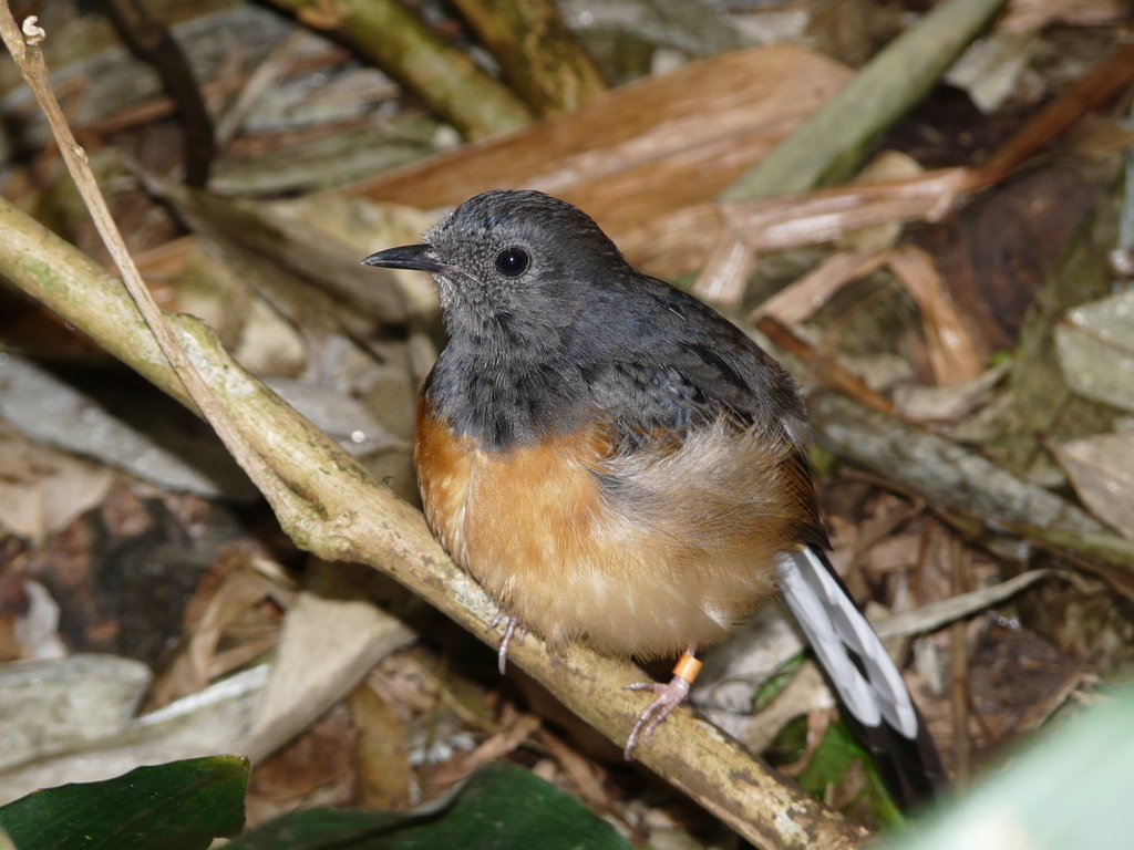 Image of White-rumped Shama