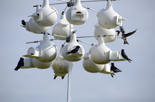 Image of Purple Martin