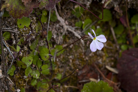 Plancia ëd Lobelia knoblochii T. J. Ayers