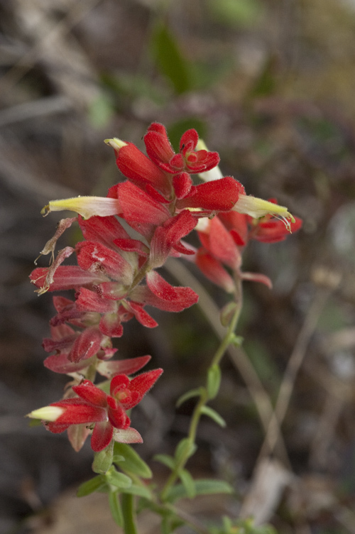 Слика од Castilleja ortegae Standley