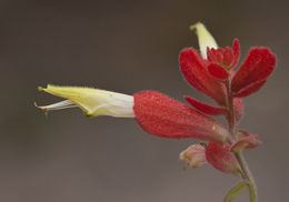 Слика од Castilleja ortegae Standley