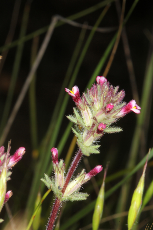 Image of broadleaf glandweed