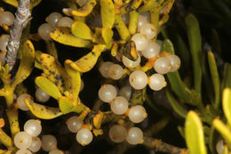 Image of dense mistletoe