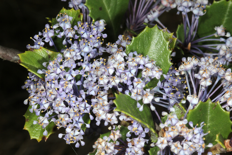 Image of Point Reyes ceanothus