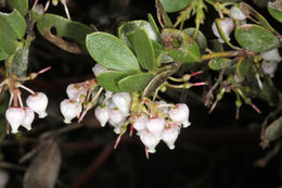 Слика од Arctostaphylos densiflora M. S. Baker