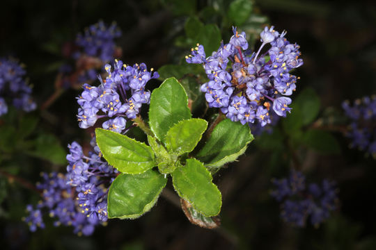 Image of Vine Hill ceanothus