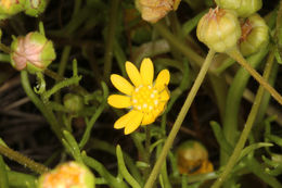 Image of baker's stickyseed