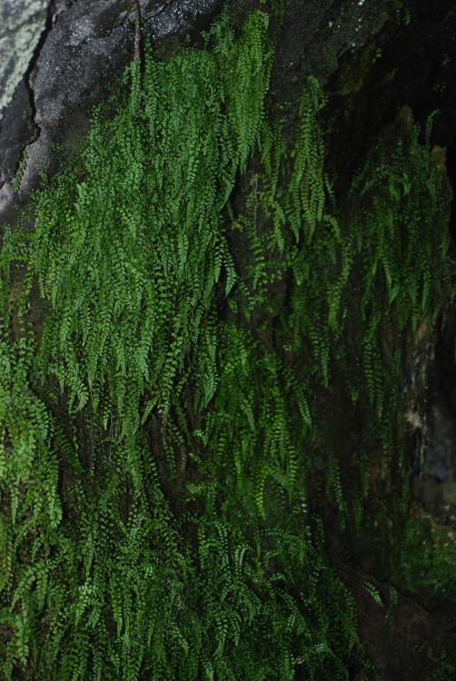 Image of <i>Asplenium peruvianum</i> var. <i>insulare</i>